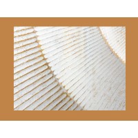 Zoom sur les détails sculptés du buffet SOLARIS 177cm blanc et doré